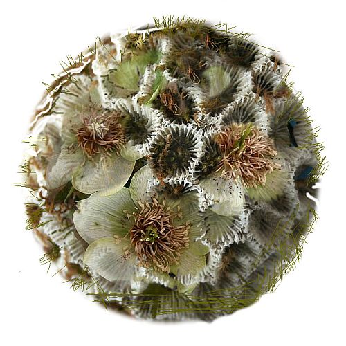 Daisy World mandala